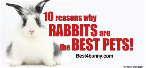 10 Reasons Why Rabbits Are The Best Pets Best 4 Bunny