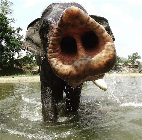 This Elephant Getting His Nose Into Just About Everything Tim Beta