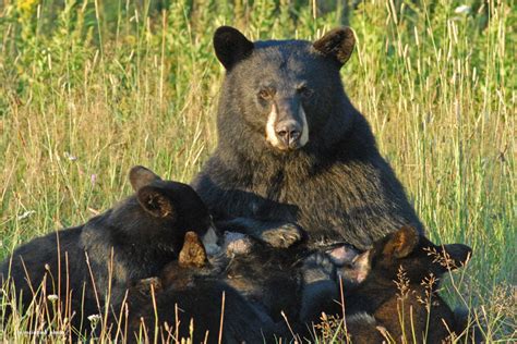 A Mother Bear And Her Cubs Wise About Bears