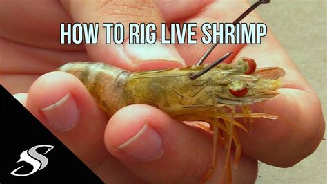 Listen to the audio pronunciation in several english accents. How to Rig Live Shrimp for Fishing - Most Effective ...