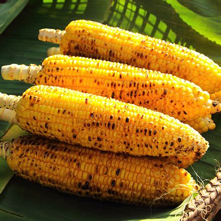 Refresh the frozen corn under cold running water and drain thoroughly. Oven Roasted Corn on the Cob | Hearth & Home Magazine