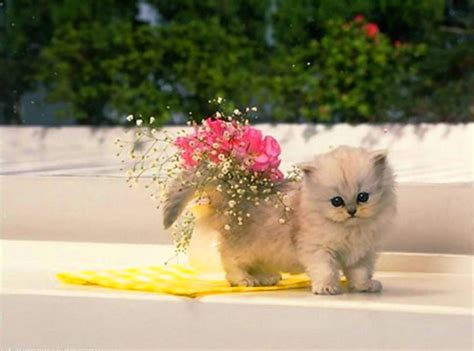 A place for really cute pictures and videos!. Spring & fluff - Puppies and kittens Wallpapers and Images - Desktop Nexus Groups