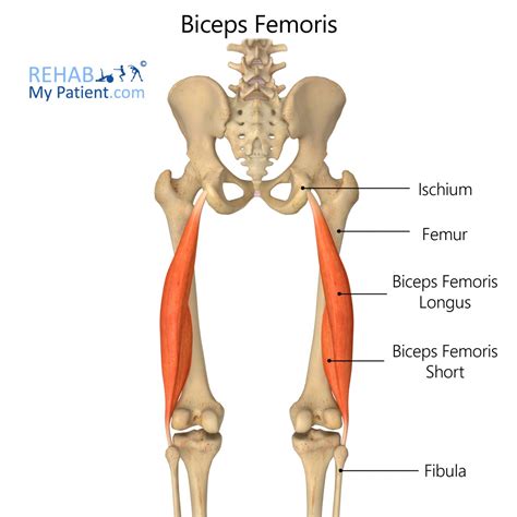 How To Workout Biceps Femoris Muscle Kayaworkout Co