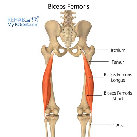 How To Rehab The Quadriceps Tendon