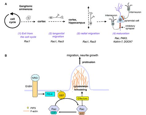 Figure 1 From Roles Of Rac1 And Rac3 Gtpases During The Development Of