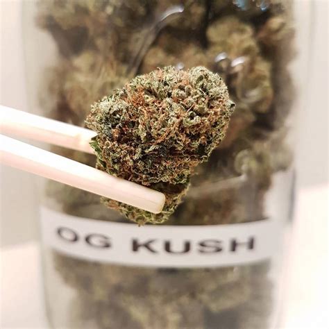 Everything You Need To Know About Og Kush Grow By Daily Hive