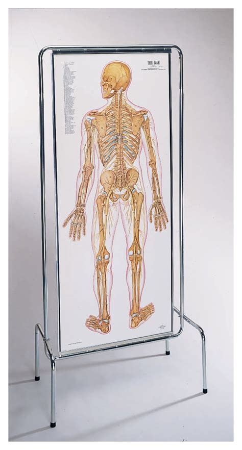 Anatomy Overlay Chart Antique Human Anatomy Colorplate Lithograph