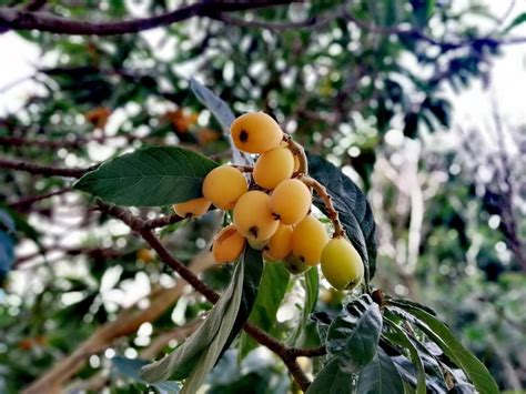 How To Grow A Loquat Tree Planting Growing And Harvesting