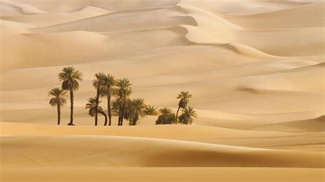 2560x1440 Resolution Trees In Desert Dune Photography 1440p Resolution