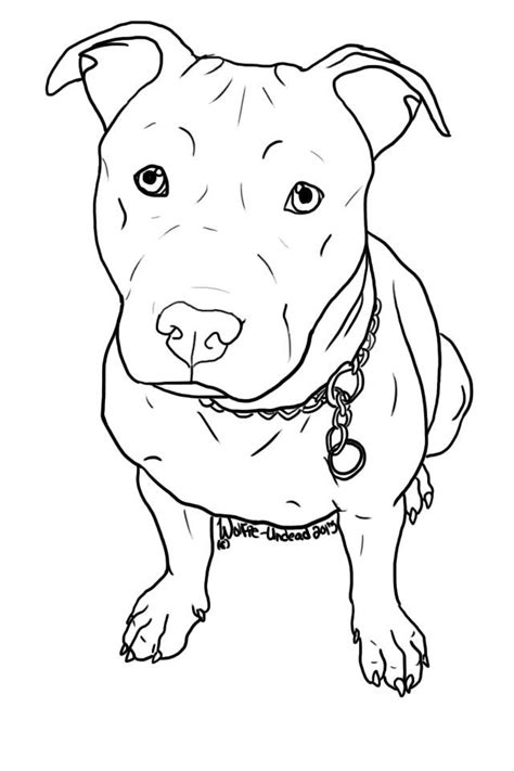 Image Result For How To Draw A Pitbull Face Pitbull Drawing Pitbull