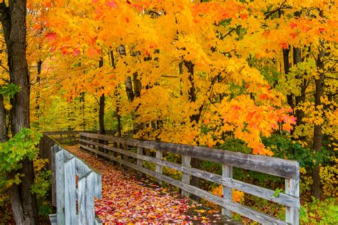 Michigan Fall Color Chart 2022