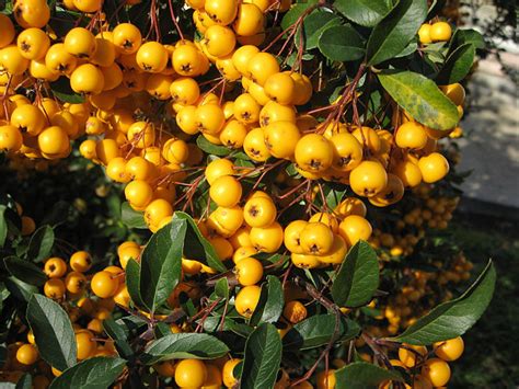 I have gray, green, and yellow moss growing on dead branches of my piñon trees and am having a disagreement with my husband about it. Yellow Berried Firethorn - Pyracantha Saphyr Yellow « Chew ...