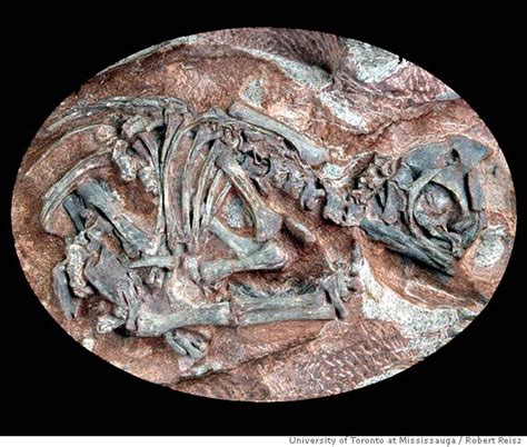 Inside Dinosaur Eggs Study Of Oldest Fossil Embryos Is Of Extreme