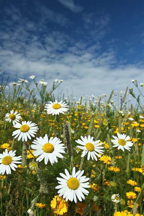 Field With Yellow And White Daisy Flowers Stock Image Colourbox