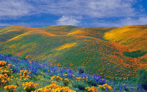 Free Download Wallpapers Bing Wallpapers Spring Wildflowers Full Size