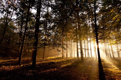 Forests Trees Rays Sunlight Wallpaper 3872x2581 100584 Wallpaperup