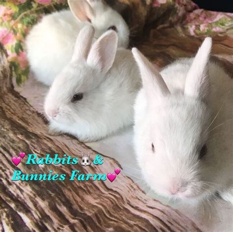 There are 2678 adopt me pet for sale on etsy, and they cost $38.88 on average. RABBIT HOUSING - RABBITS AND BUNNIES FARM CALIFORNIA* PET ...