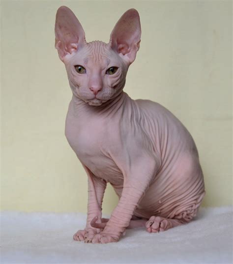 Availabledon Sphynx Female Sphynxcat Cats And Kittens Hairless Cat Cat Breeds