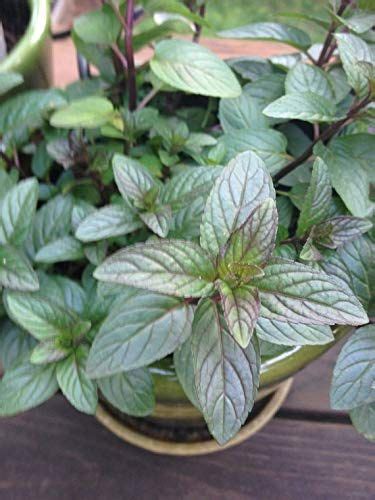 Mint, from spearmint to peppermint, is a notorious spreader, with horizontal roots that will ruthlessly conquer the root systems. Amazon.com : Chocolate Mint Live Plant by Chocolate Mint ...