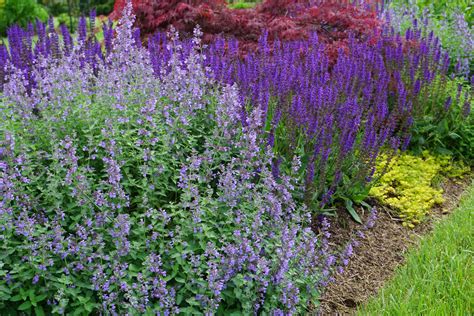 They won't go as sometimes catnip is called catmint and vice versa. Salvia May Night with Catmint in Foreground | Piedmont ...