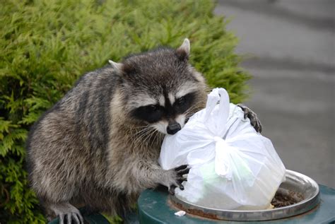 Pet Raccoons The Newest Trend In Exotic Animal Companions