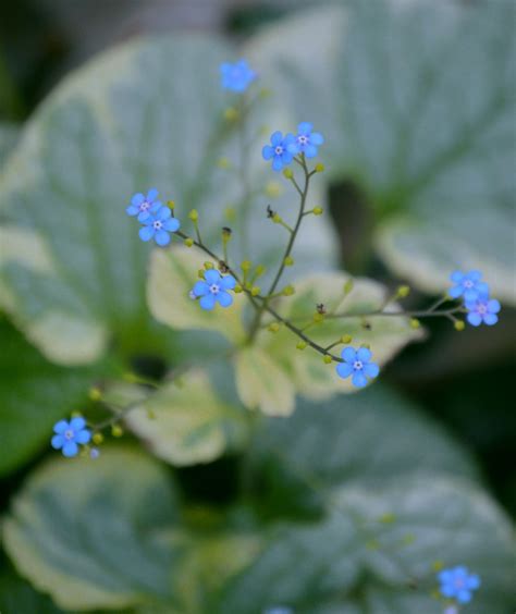 Brunnera Macrophylla Spikes Of Tiny Blue Flowers With Beautiful