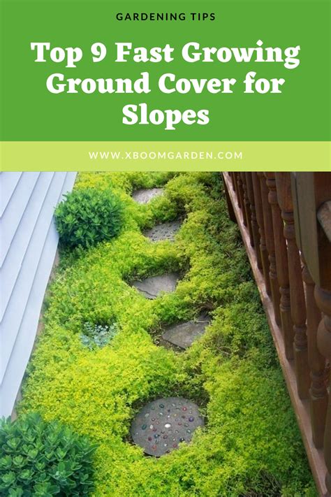 Top 9 Fast Growing Ground Cover For Slopes In 2020 Ground Cover