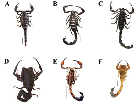 Scorpion Species Of The Brazilian Amazon Region A Brotheas