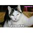 The Best Facebook Pic Ever  Funny Cat Memes