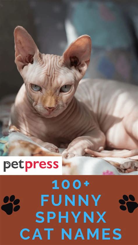 These Funny And Hilarious Sphynx Cat Names Match Their Appearance Cat