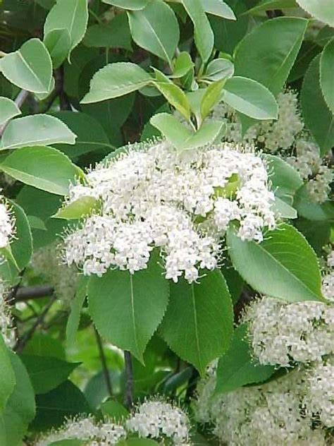 Are you looking for flowering trees in missouri that you can plant to beautify your home garden? Best Shrubs
