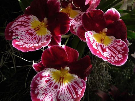 The Mystique Of Tropical Orchids Piedmont Master Gardeners