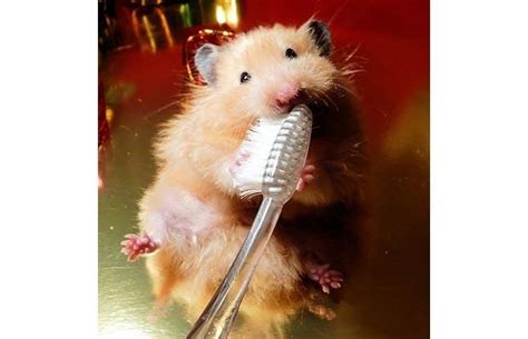 Cute Hamsters Aliraqi Community Syrian Hamster Hamster Brushing Teeth