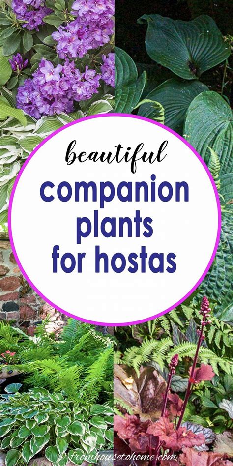 Learn The Best Perennials To Plant With Hostas In Your Shade Garden