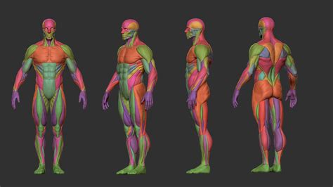 An organ is a collection of millions of cells. ArtStation - Character - Male Anatomy Skin Ecorche | Resources