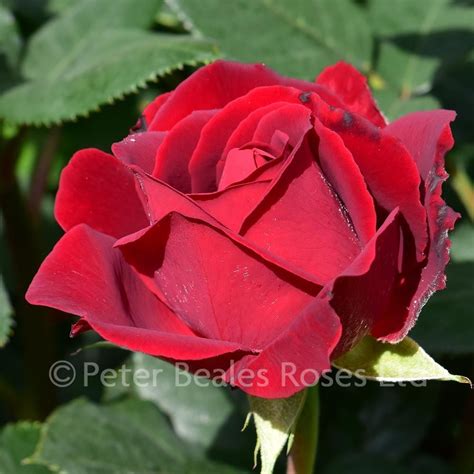 Hommage A Barbara Bush Rose Peter Beales Roses The World Leaders