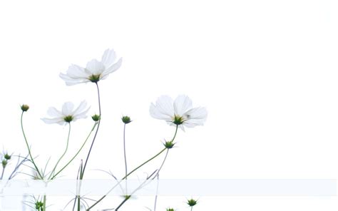 Simple White Floral Wallpapers Top Free Simple White Floral