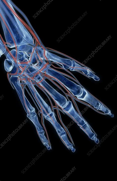 The Blood Vessels Of The Hand Stock Image C0081316 Science Photo