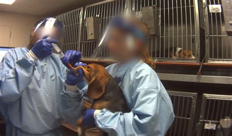 Undercover Footage Shows Dogs Being Force Fed Fungicides