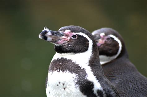 Gay Penguins Are Celebrating Their 10th Anniversary And It