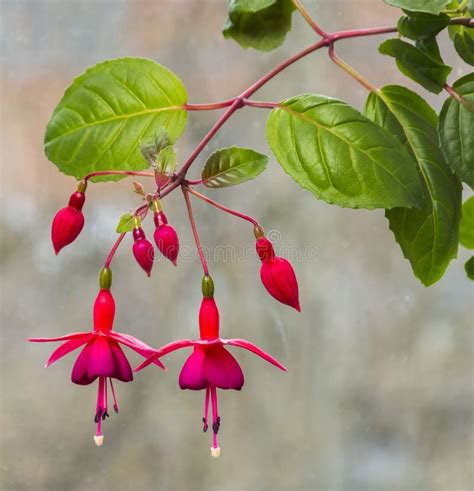 Flowers Fuchsia Stock Image Image Of Design Blossoming 41988529