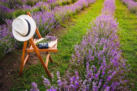 How To Create A Lavender Garden Planting A Garden Of Lavender Flowers