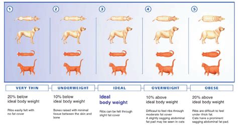 Pig Body Condition Score Chart