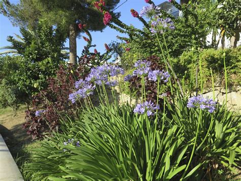 Agapanthus Companion Plants - Learn About Plants That Grow Well With ...