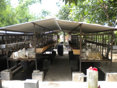 Menyesuaikan diri dengan tempat dan keadaan 12. Fungsi Penting Kandang Kambing