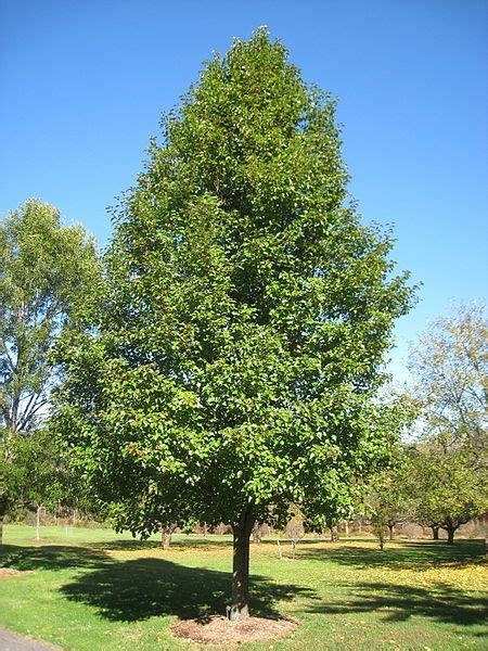 Bradford Pear Tree Identification Felisa Quinonez