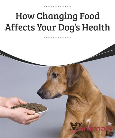 Switching dog food can be healthy and relatively simple if your dog's dietary needs change. How Changing Food Affects Your Dog's Health Changing a dog ...