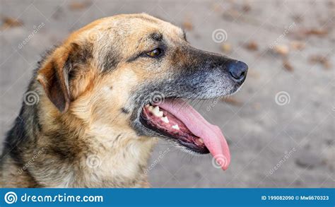 Portrait Of Red Dog With Protruding Teeth Stock Image Cartoondealer