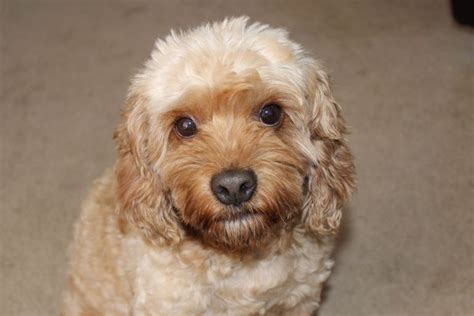 A professional groomer will tell you that the size and shape of. How to Groom a Cockapoo's Face - Part II - Eden Dog ...