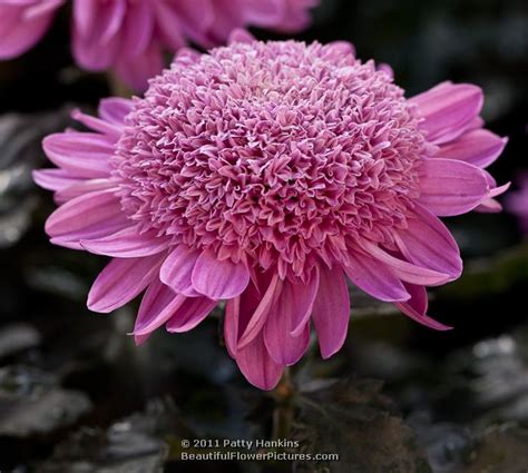 Mancetta Sunset And Purple Light Anemone Chrysanthemums Beautiful